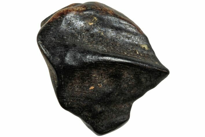 Fossil Dinosaur (Triceratops) Tooth - Montana #234695